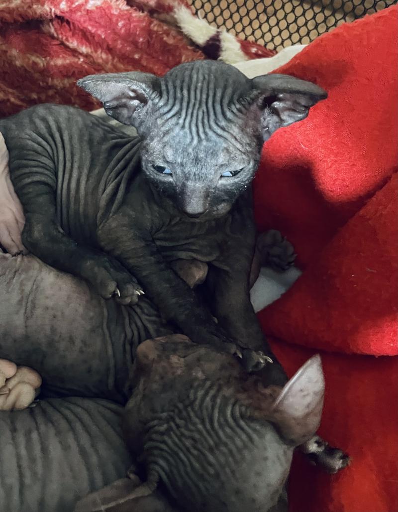 Донской сфинкс котята
