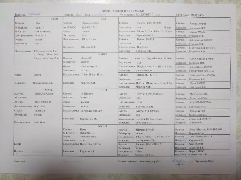 Кобельки западносибирской лайки