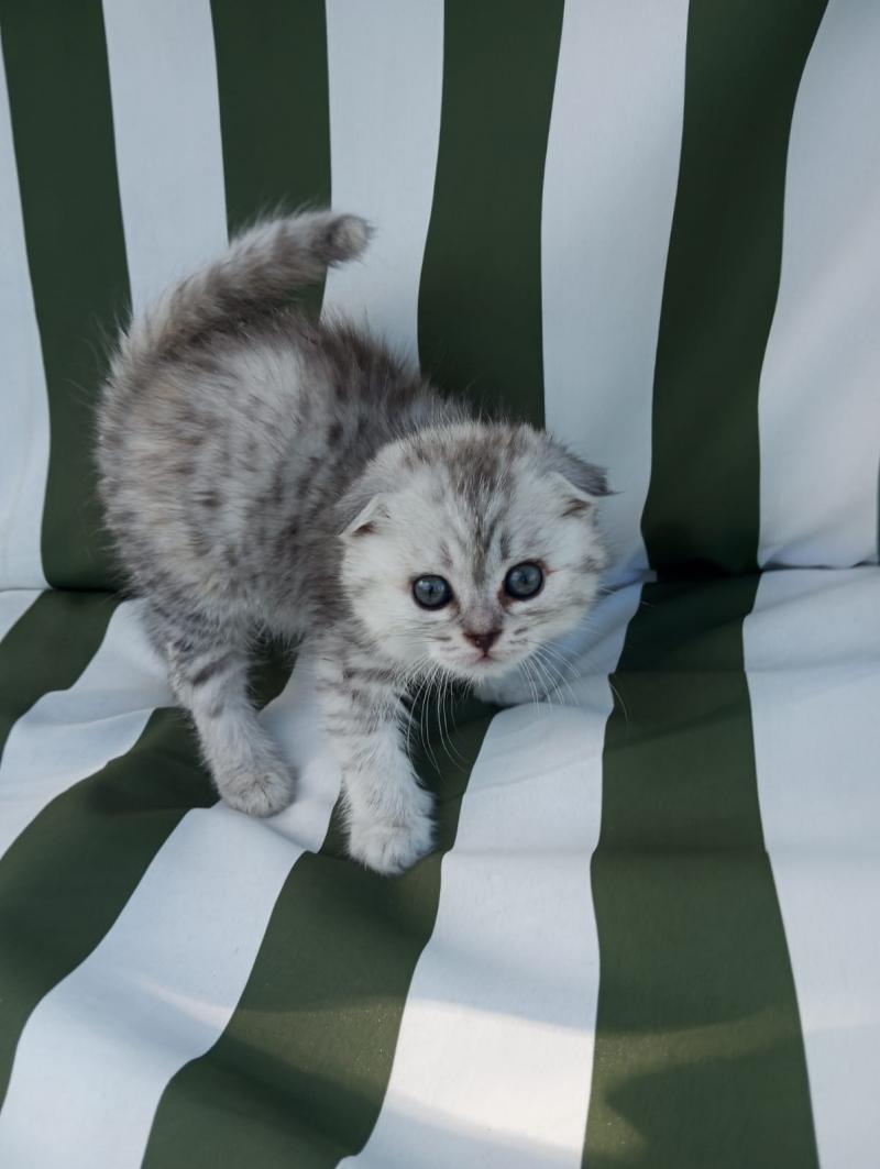Котята шотландские вислоухие