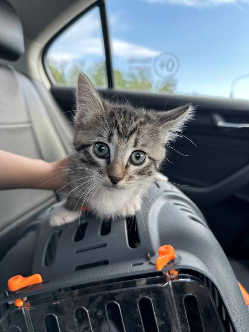 Котята ищут любящие дома