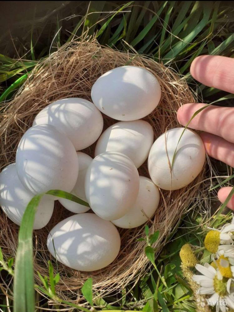 Яйцо куриное с доставкой