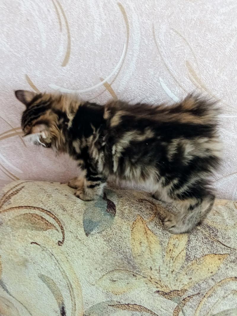 Продаю котят породы Курильский бобтейл