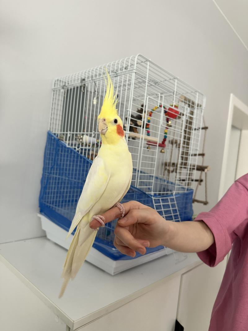 Продам попугая Корелла