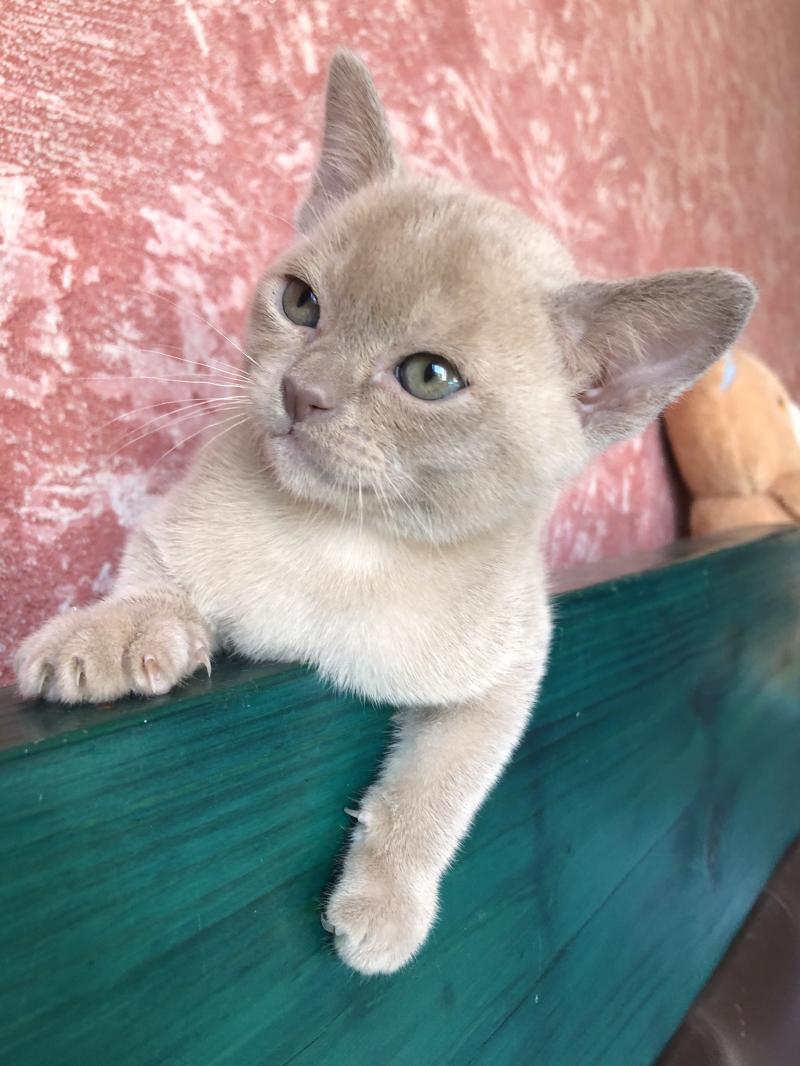 Котята европейская бурма
