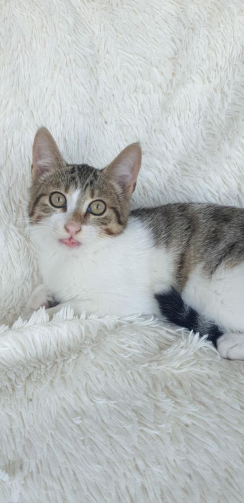 Котята! Не покупайте, подарите спасенышу дом!
