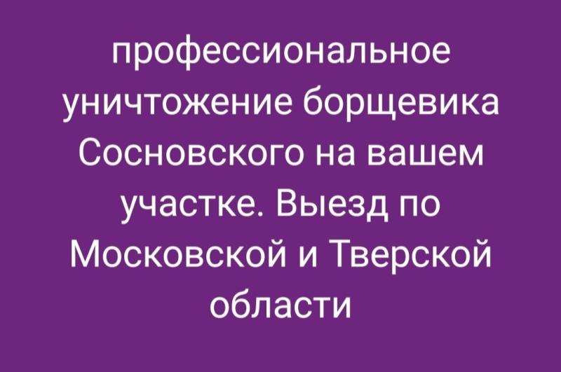 Профессиональная обработка БОРЩЕВИКА СОСНОВСКОГО