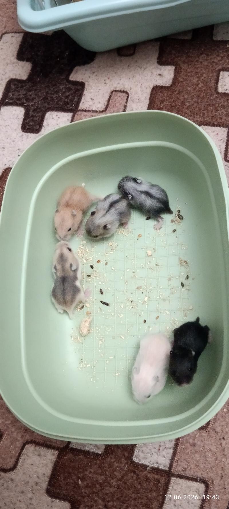 ������ �������