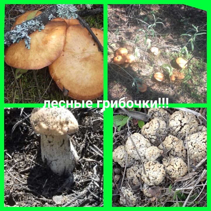 Продаю маринованные грибы!!