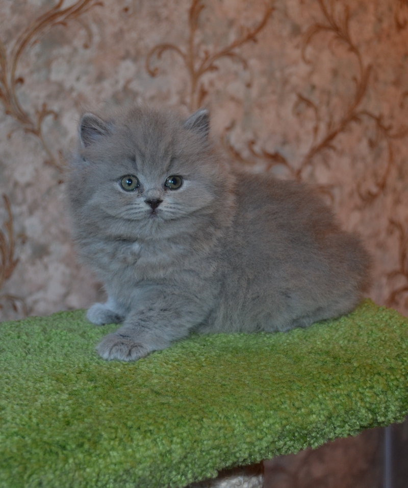 британские кошечки