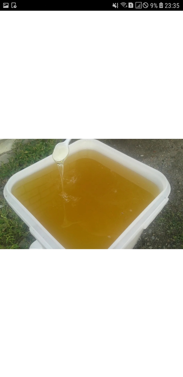 Продам мёд Липа (чистая)