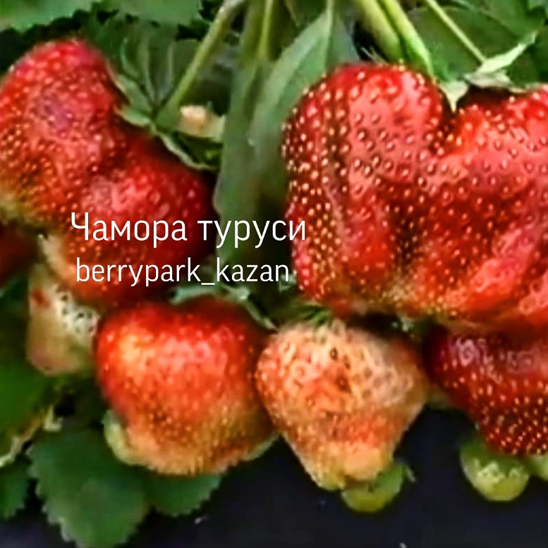 Рассада клубники, ирис, Бадан, хоста