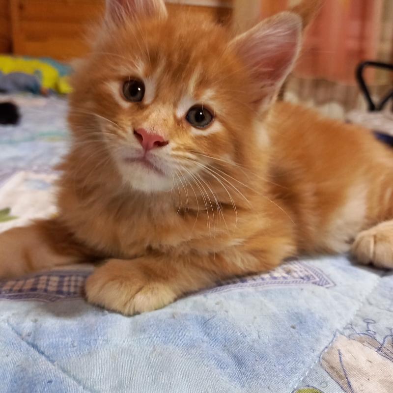 Котята мейн кун