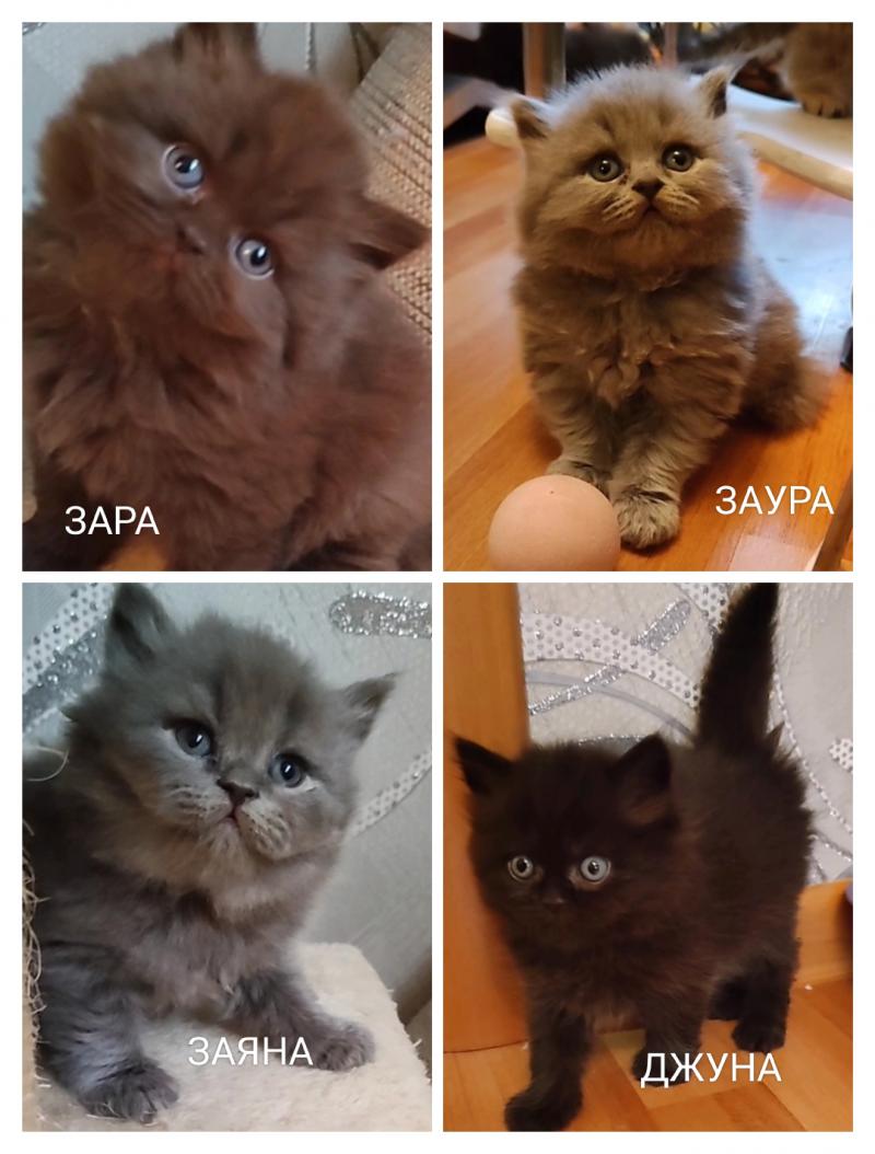 Британские красотки