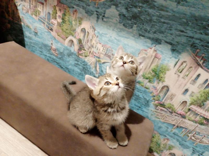 Котята