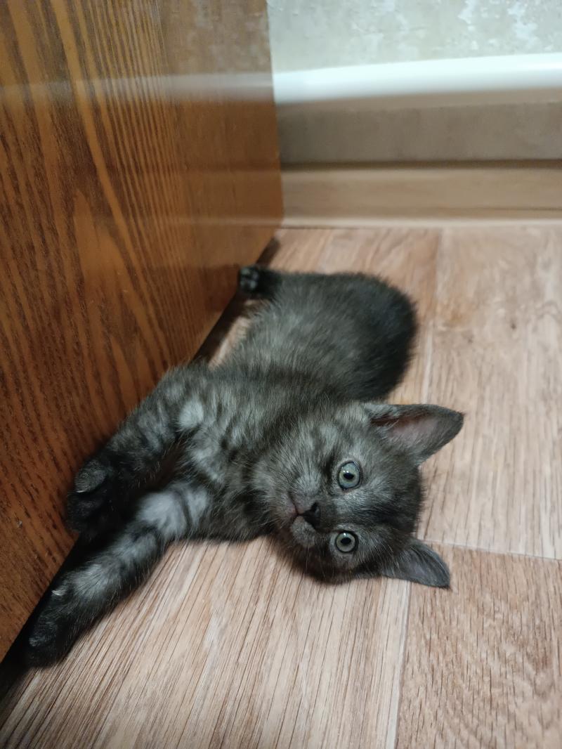 Котята от шотландской кошки не породистые