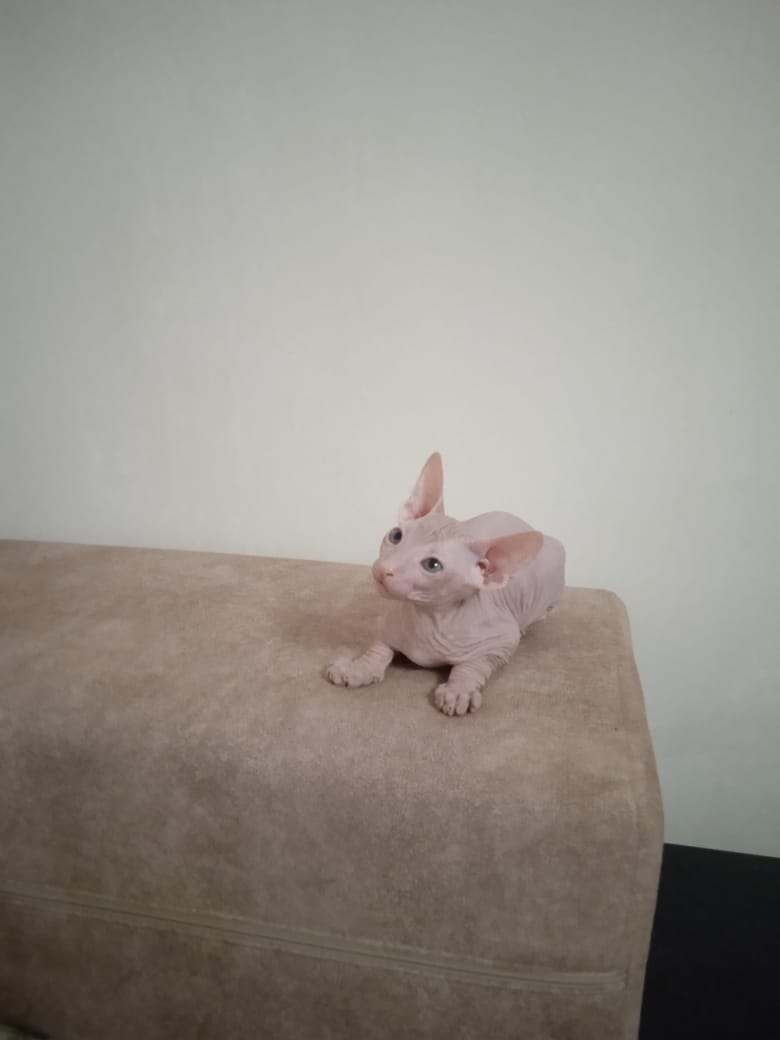 Продается котёнок