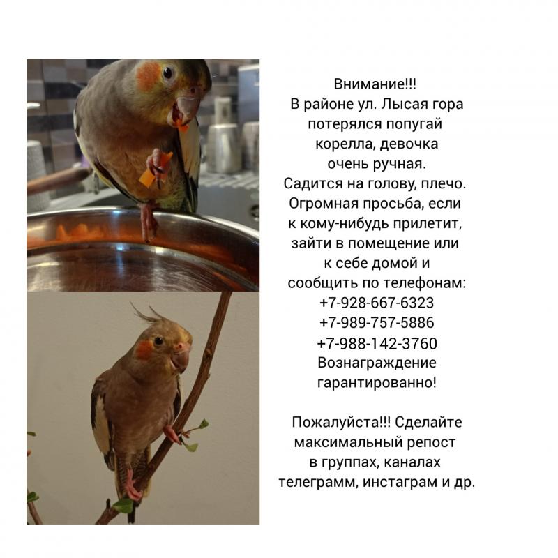 Потерялся попугай корелла