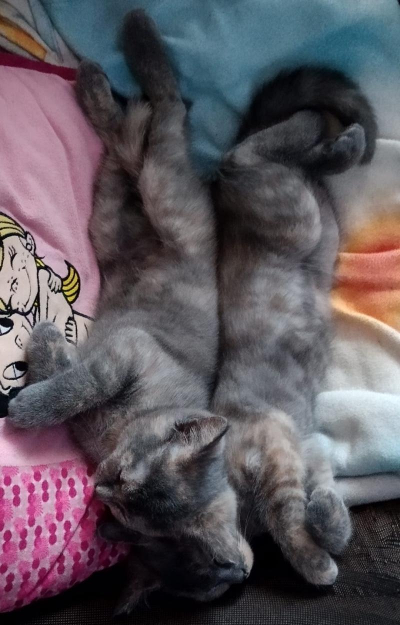 Шотландская прямоухая короткошерстная