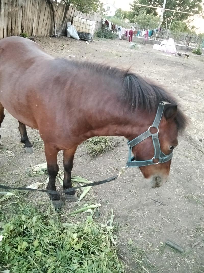 Шотландский пони