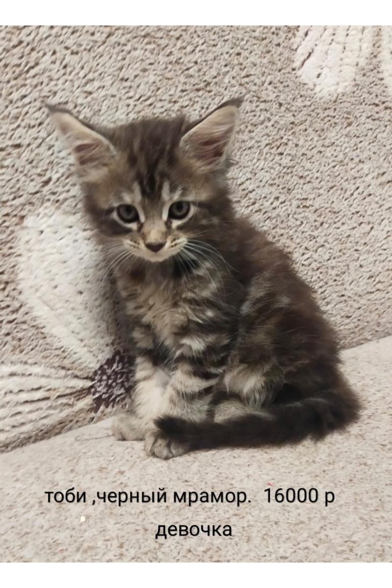 Котята Майнкун