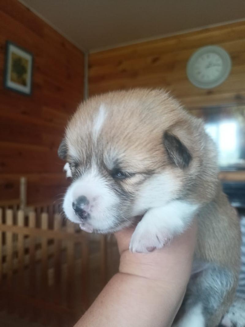 Вельш корги Пемброк