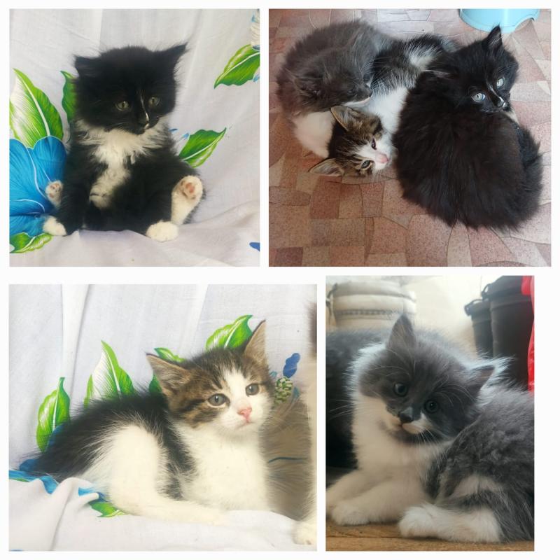 Отдам котят в добрые руки