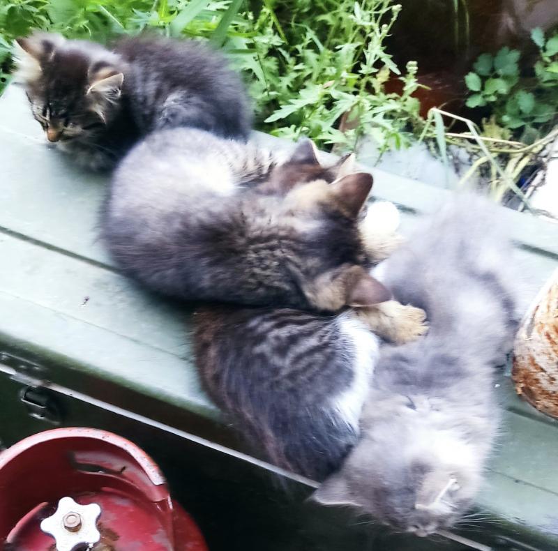 Котята,1.5мес, девочки в добрые руки