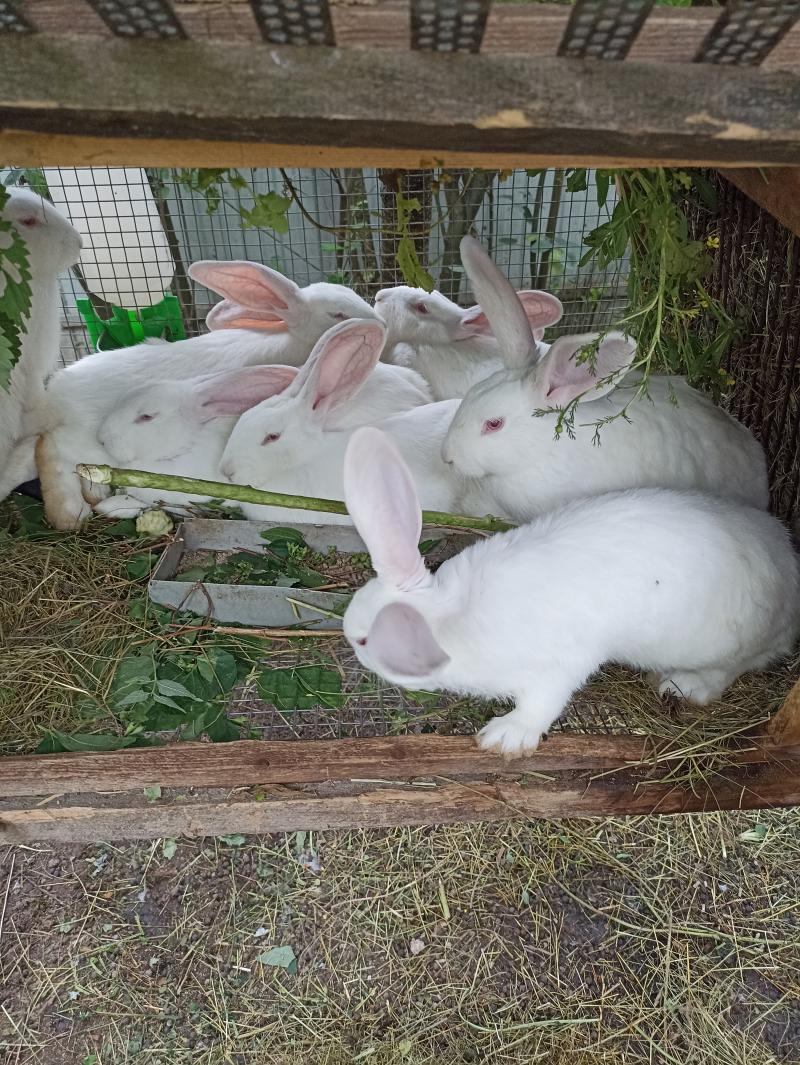 Крольчата самки и самцы