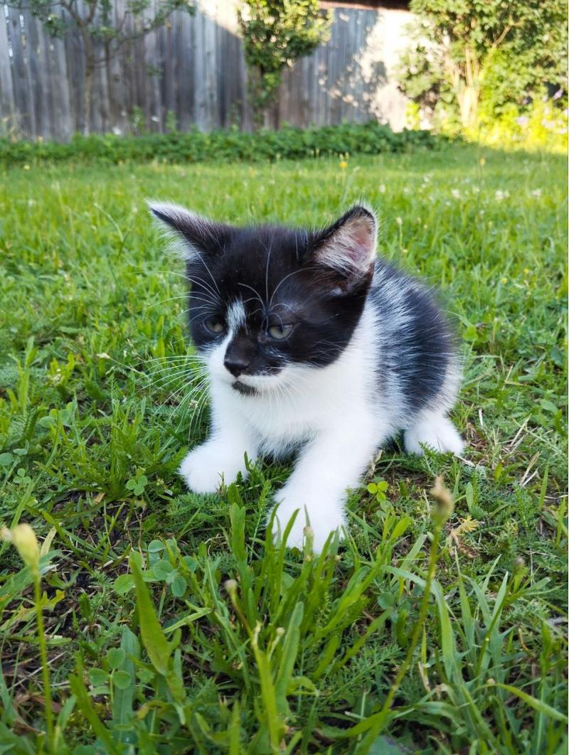Маленькие котята