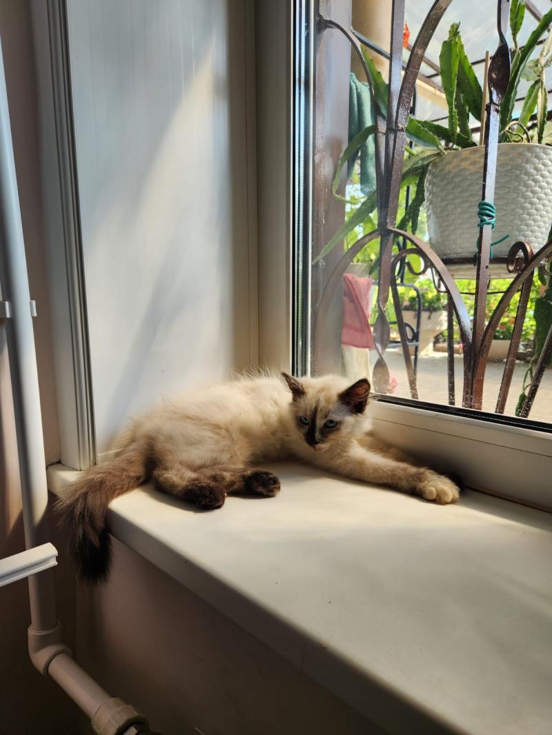 Отдам котёнка