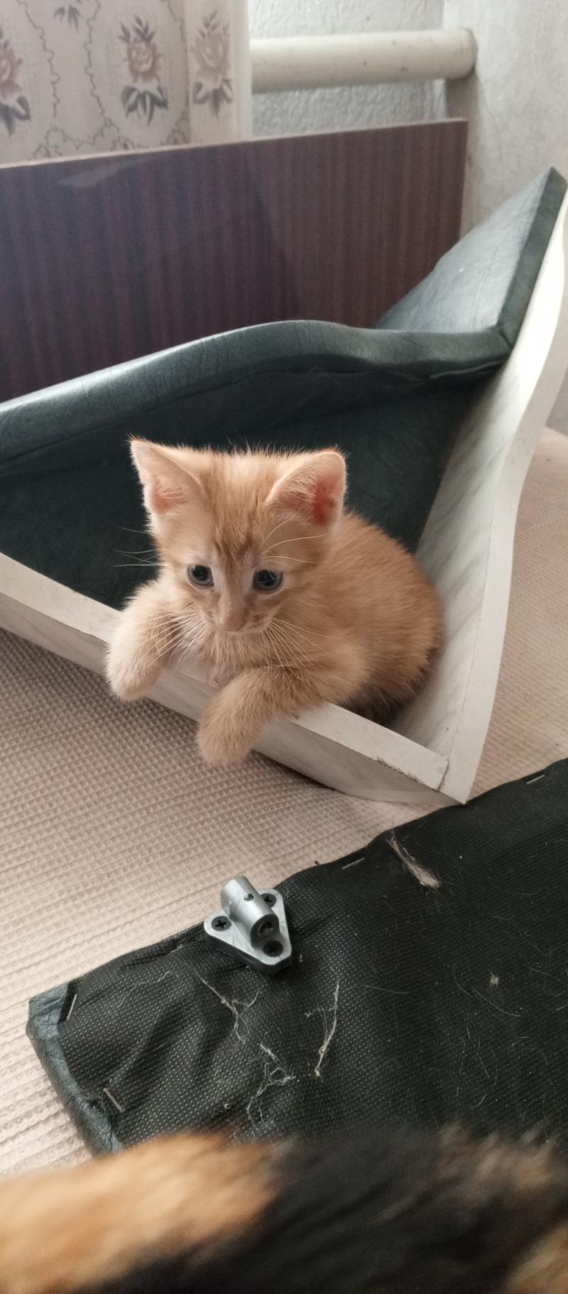 Котёнок