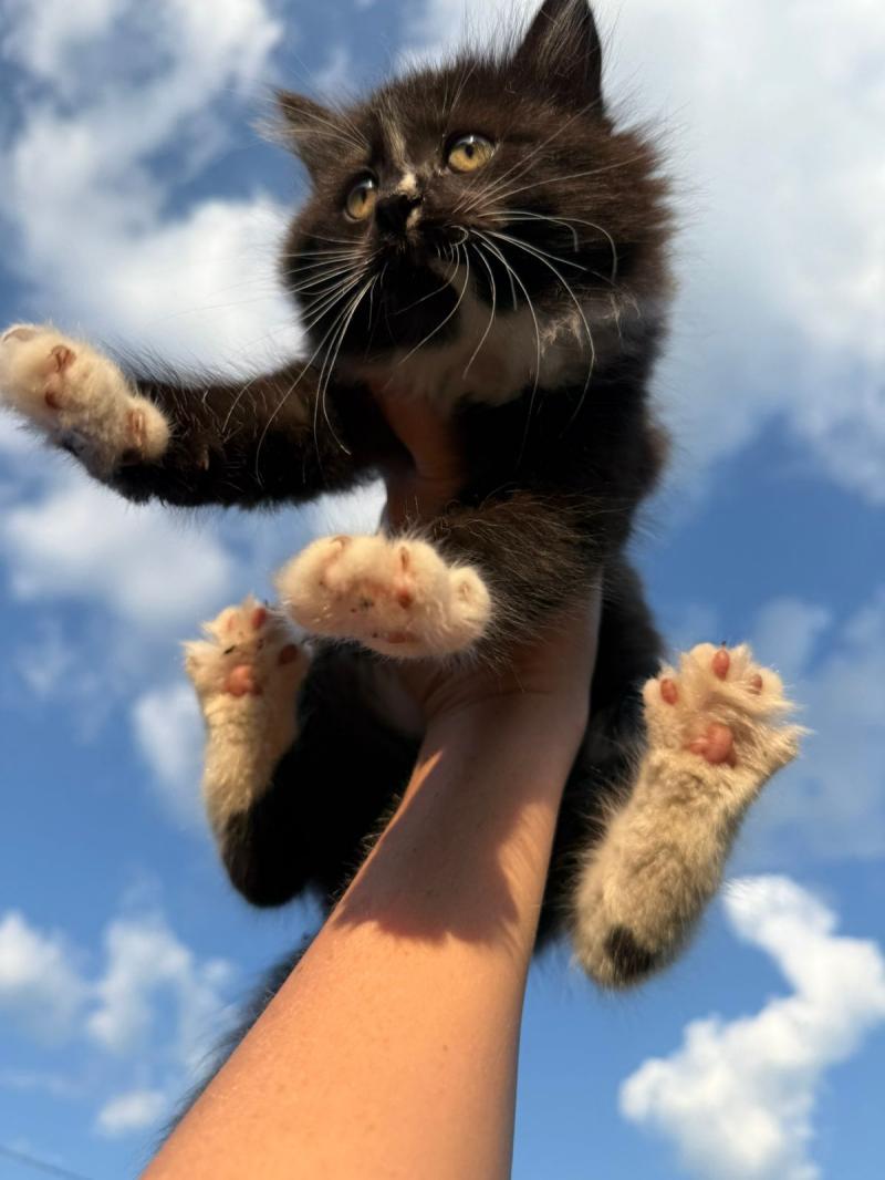 Отдам котят в добрые руки