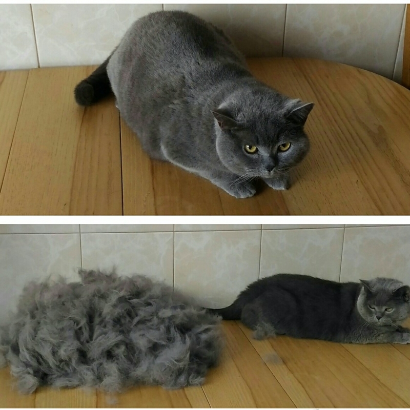 Выездная Экспресс линька Коту, Кошке в Москве. ** Вычёсывание котов и кошек
