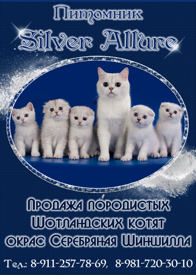 Продам шотландские котята из питомника в Санкт-Петербурге