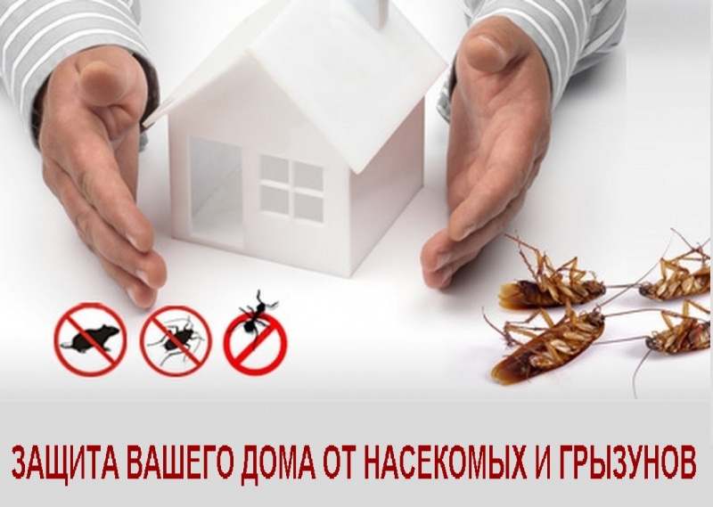 Уничтожение насекомых,тараканов,клопов,блох,клещей,ос,шершней.Плесени.Крыс