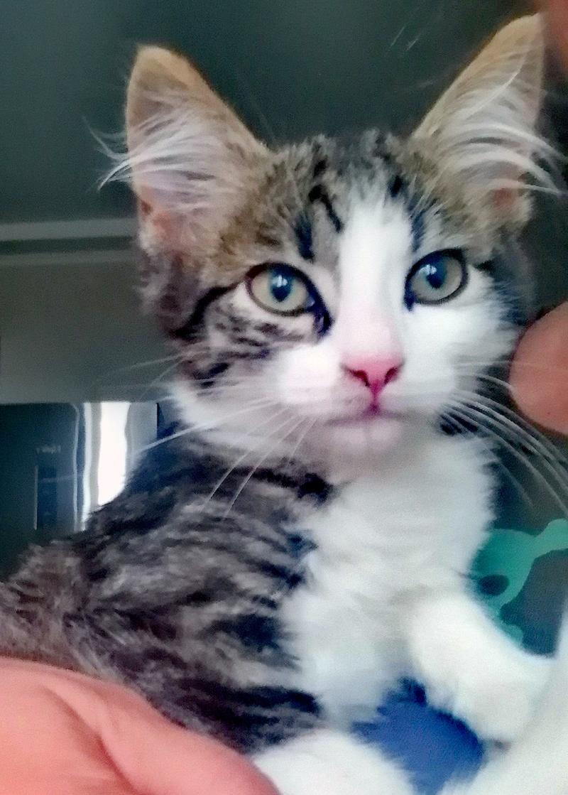 Котенок-мальчик срочно ищет дом!