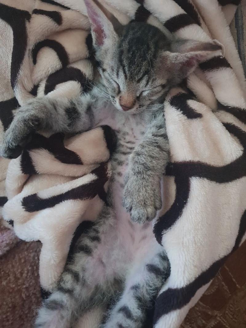 Продам котят донской сфинкс (браш)