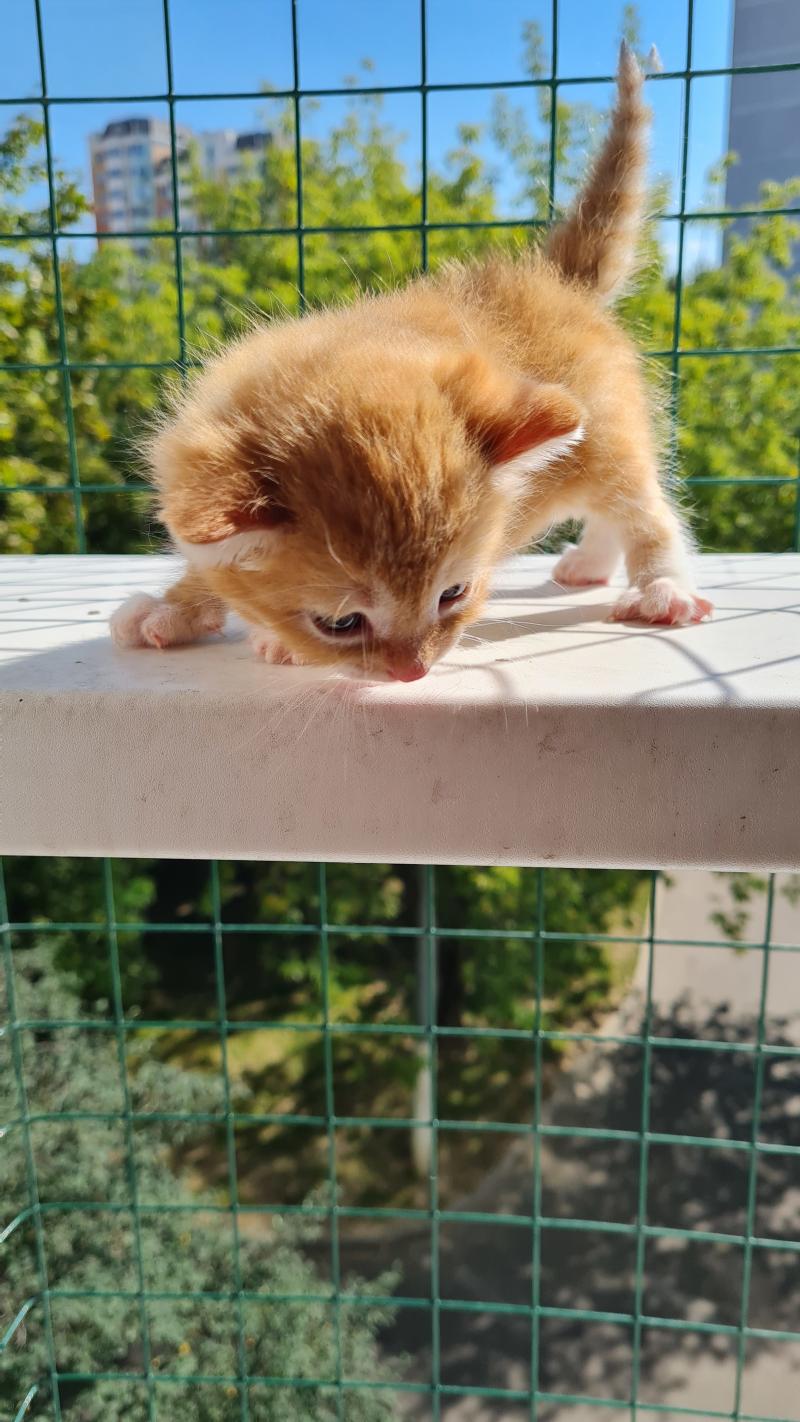 Котенок в добрые руки