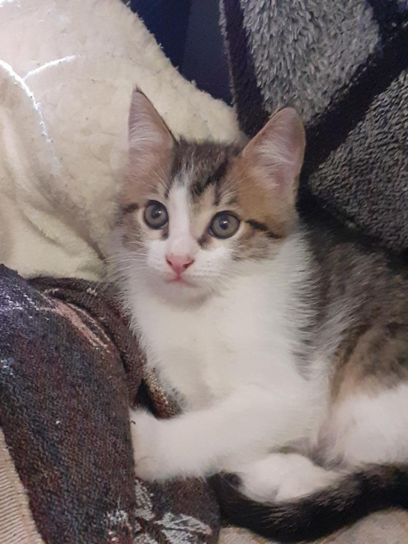 Котята