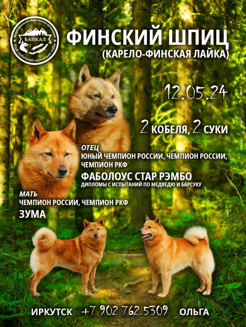 Щенки лайки (карело-финская лайка)