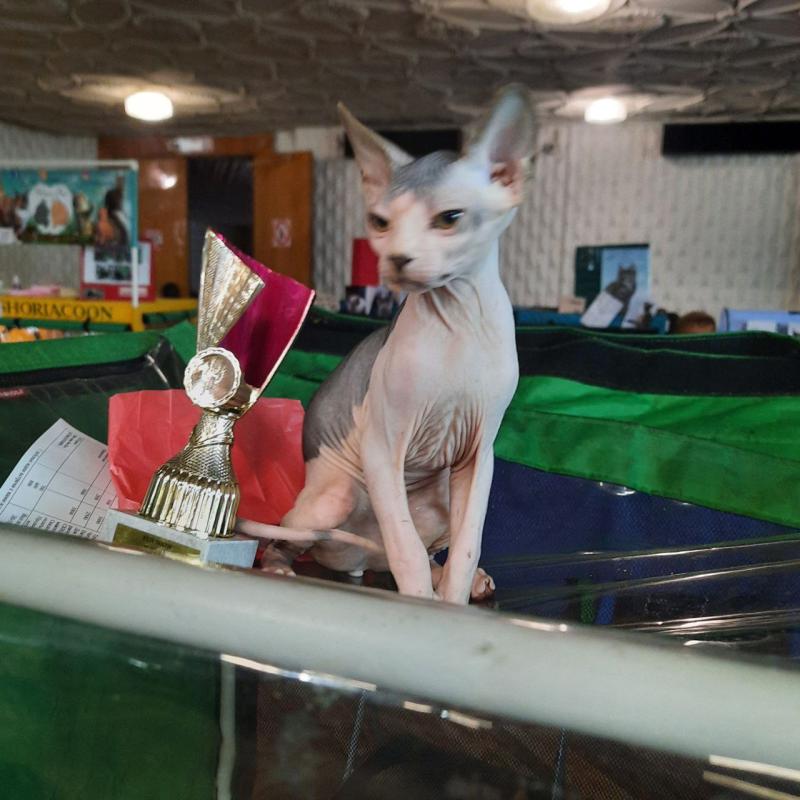 ЛАСКОВЫЕ И НЕЖНЫЕ КОТОДЕТКИ