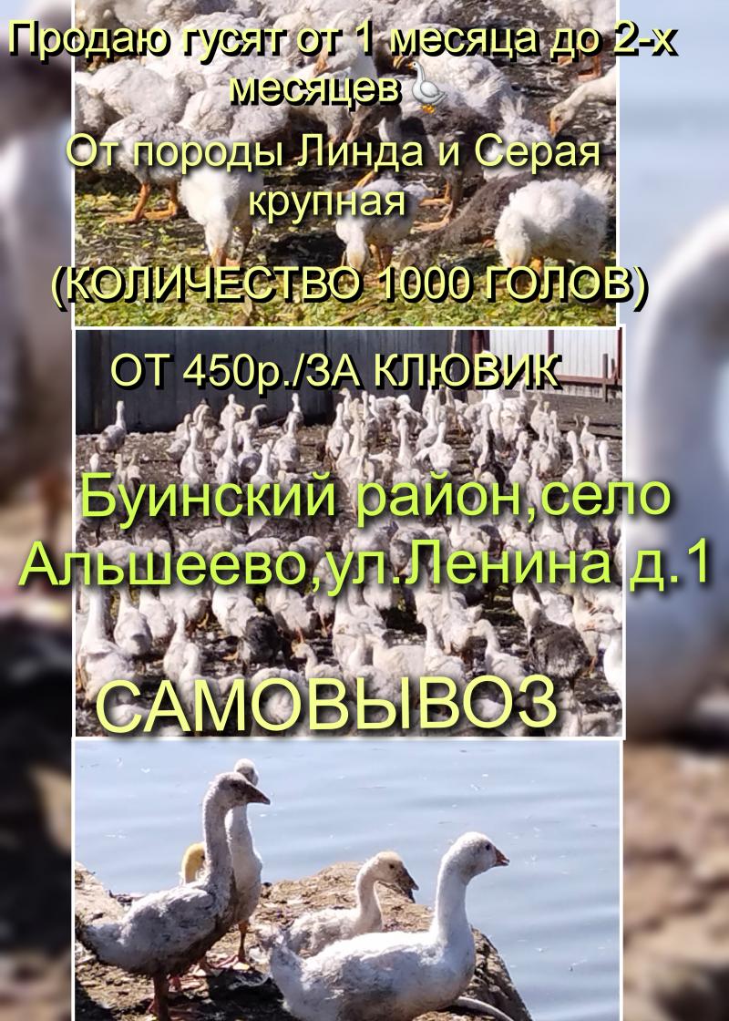 Продаю гусят