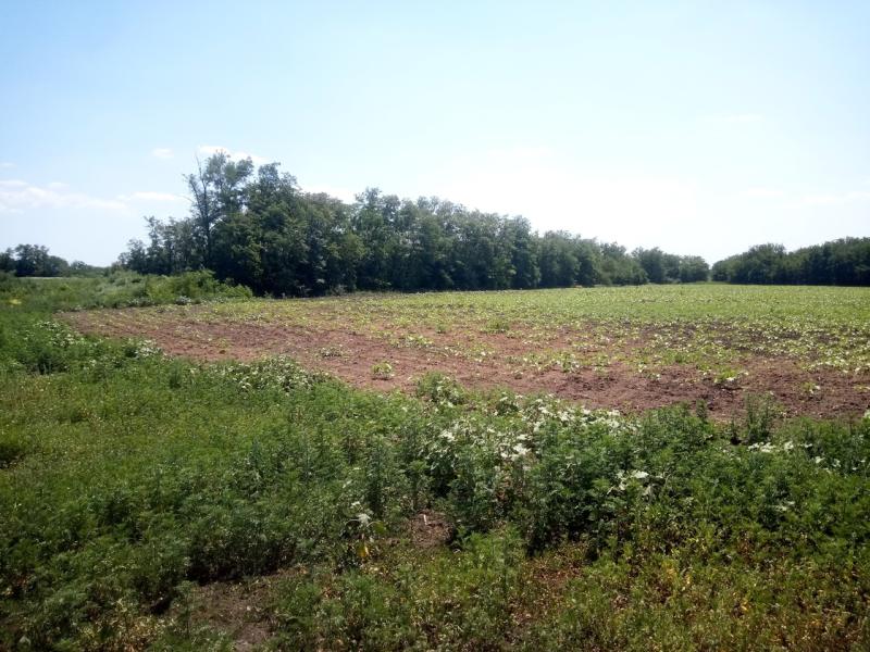 Предлагается к продаже сельхоз участок (Фермерская Усадьба).