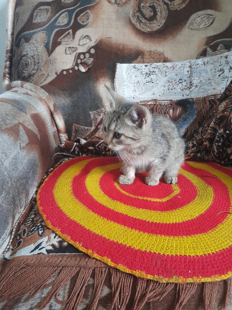 Котёнок