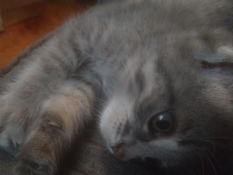 Котенок-девочка