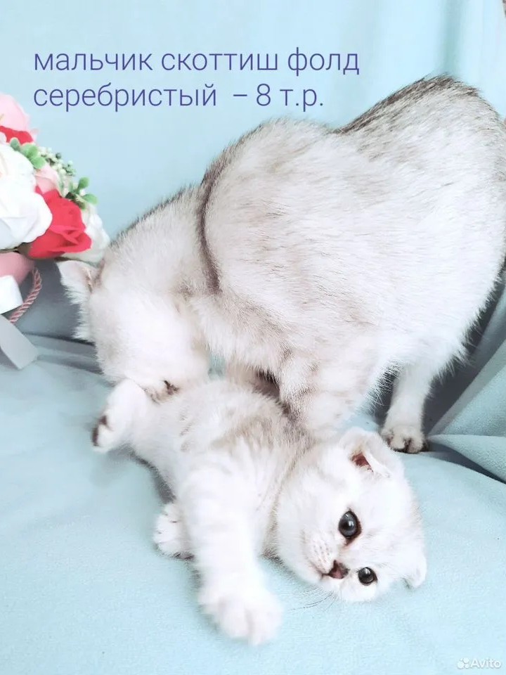 Шотландские вислоухие котята