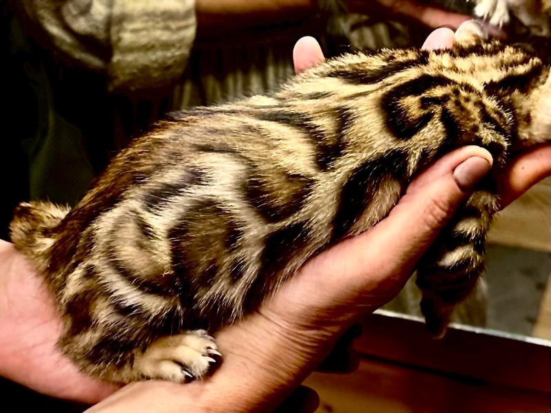 Бенгальские котята