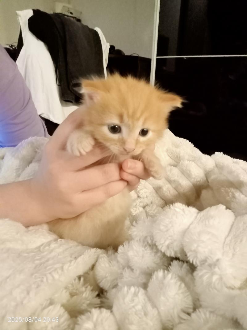 Котенок 1мес.