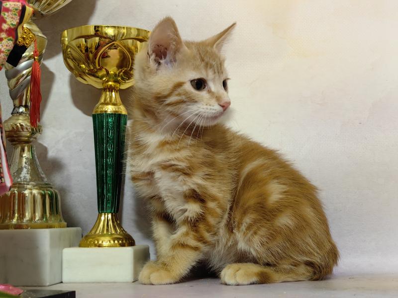 Чистокровные котята курильского бобтейла