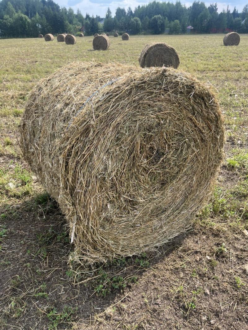 Сено
